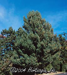 Pinus strobus (Columnar White Pine)