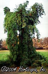 Pinus strobus (Weeping White Pine)