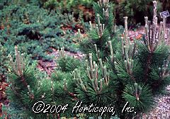 Pinus thunbergii (Thunderhead Japanese Black Pine)