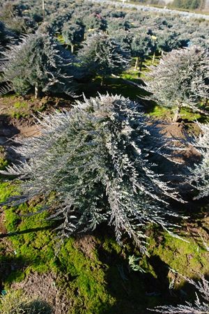 Juniperus horizontalis (Blue Chip Juniper Standard)