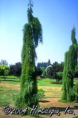 Sequoiadendron giganteum (Weeping Giant Sequoia)