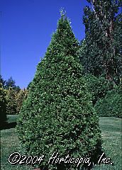 Thuja occidentalis (Emerald Green Arborvitae)