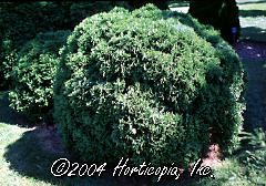 Thuja occidentalis (Little Giant Arborvitae)