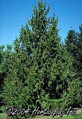 Thuja plicata (Western Red Cedar)
