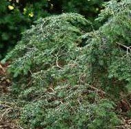 Tusga canadensis (Bennett's Canadian Hemlock)