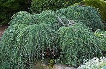 Tsuga canadensis (Coles Prostrate Weeping Canadian Hemlock)