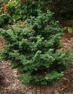 Tsuga canadensis (Jervis Canadian Hemlock)