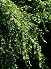 Tsuga canadensis (Sargent's Pendula Canadian Hemlock)