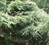 Tsuga canadensis (Sherwood's Compacta Canadian Hemlock)