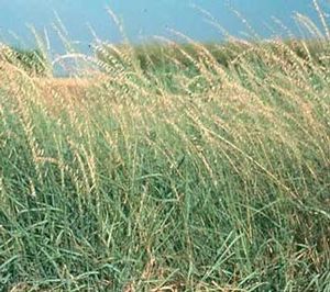 GR Bouteloua curtipendula (Side Oats Grama Grass)