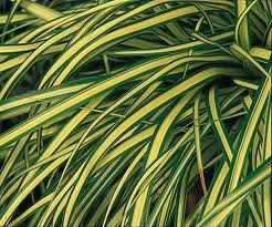 GR Carex morrowii (Variegated Japanese Sedge)