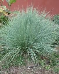 GR Festuca amethystina (Large Blue Fescue (Species))