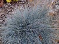 GR Festuca amethystina glauca (Boulder Blue Tufted Blue Fescue)