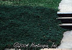 Juniperus horizontalis (Blue Rug Juniper)