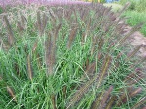 GR Pennisetum alopecuroides (Moudry Black Flowering Fountain Grass)