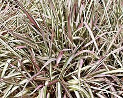 GR Phalaris arundinacea (Strawberries and Cream Ribbon Grass)