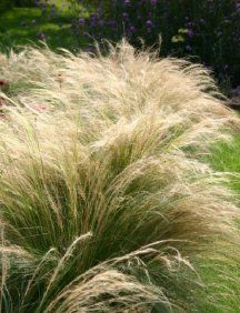 GR Stipa tenuissima (Ponytails Mexican Feather Grass)