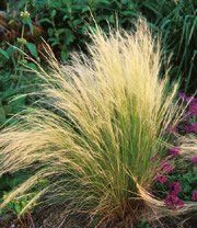 GR Stipa gigantea (Giant Oat Grass; Giant Mexican Feather Grass)