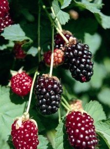 BR Rubus Boysen ursinus loganobaccus (Thornless Boysenberry)