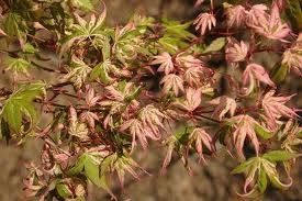 Acer palmatum (Asahi Zuru Upright Japanese Maple)