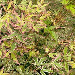 Acer palmatum (Butterfly Japanese Maple)