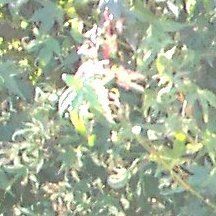 Acer palmatum (Karasugawa Upright Japanese Maple)
