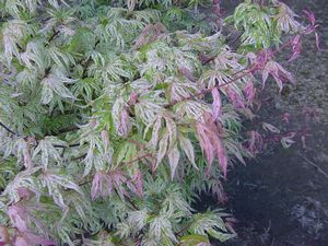 Acer palmatum (Ukigumo (Floating Cloud) Japanese Maple)