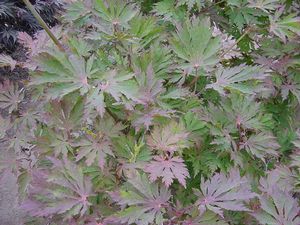 Acer japonicum (Acontifolium (Fern Leaf) Maple)