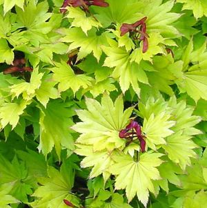 Acer japonicum (Kinkakure (Golden Full Moon) Maple)