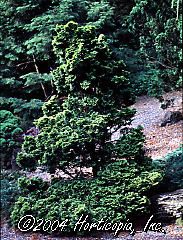 Chamaecyparis obtusa (Golden Dwarf Hinoki Cypress)