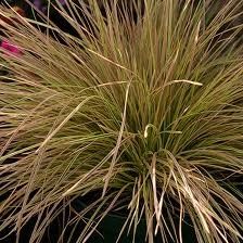 GR Deschampsia Cespitosa (Northern Lights Tufted Hair Grass)