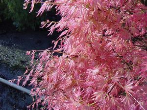 Acer palmatum (Akaji Nishiki (Bon Fire) Upright Japanese Maple)