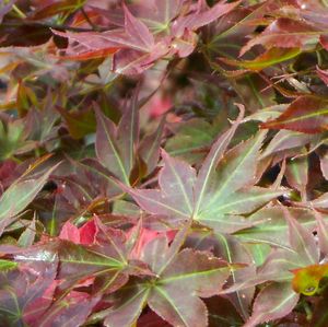 Acer palmatum (Beni Hoshi Upright Dwarf Japanese Maple)