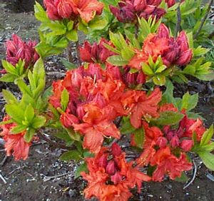 Azalea (Gibralter (Exbury) Azalea)