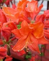 Azalea (Mandarin Lights Azalea)