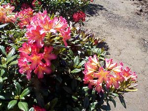 Rhododendron (Golden Gate Rhododendron)