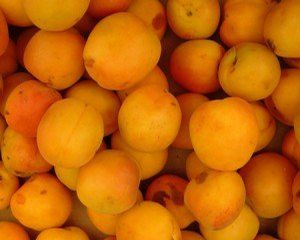 Fruit Prunus armeniaca (Mormon Apricot)
