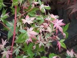 Acer palmatum (Orido Nishiki Japanese Maple)