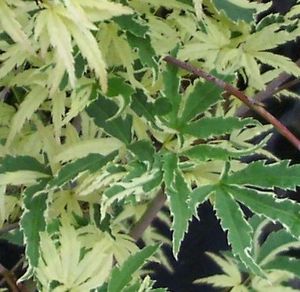 Acer palmatum (Roseo Marginatum (Kagiri Nishiki) Japanese Maple)