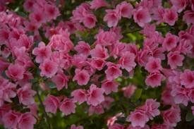 Azalea kurume (Coral Bells Azalea)