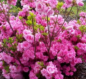 Azalea (Gable Rosebud (Gable) Evergreen Azalea)