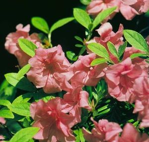 Azalea (Louise Gable Azalea)