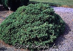 Picea mariana ericoides (Blue Nest Spruce)