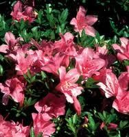 Azalea (Macrantha (Indicum) Azalea)