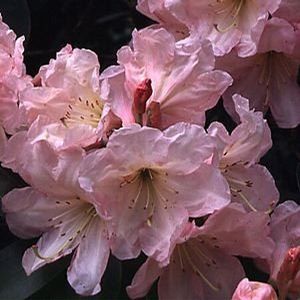 Azalea (Pink Gumpo (Satsuki) Azalea)