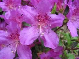 Azalea (Sherwood Orchid (Kurume) Azalea)