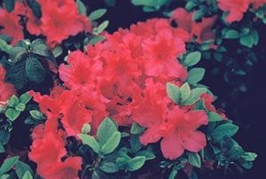 Azalea (Girard's Caroline (Girard) Azalea)