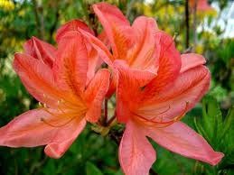 Azalea (Cecile (Exbury) Azalea)