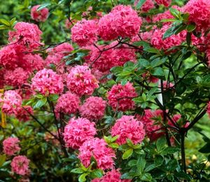 Azalea (Homebush Deciduous Azalea)