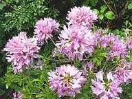 Azalea (Orchid Lights Deciduous Azalea)